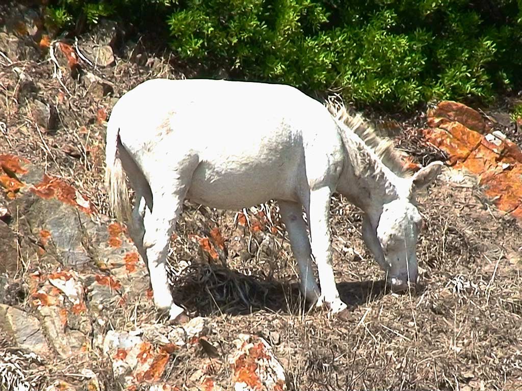Asinello albino