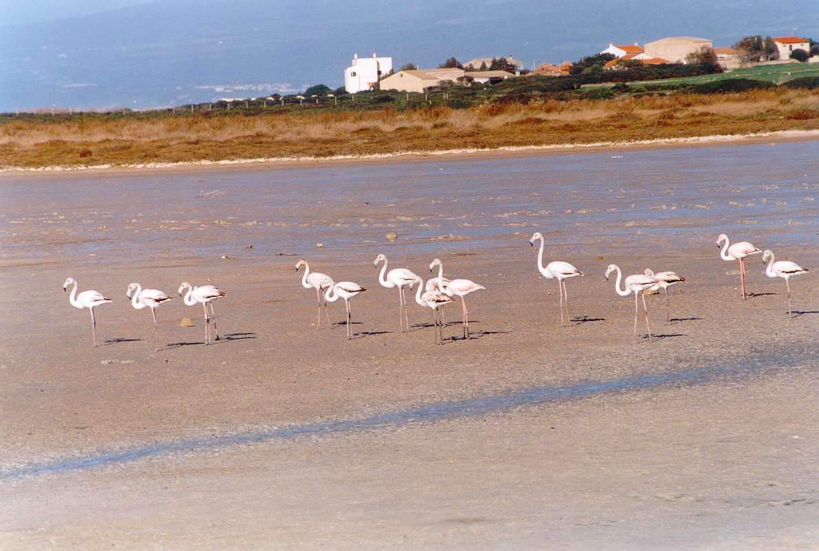 Stagno di Putzu Idu